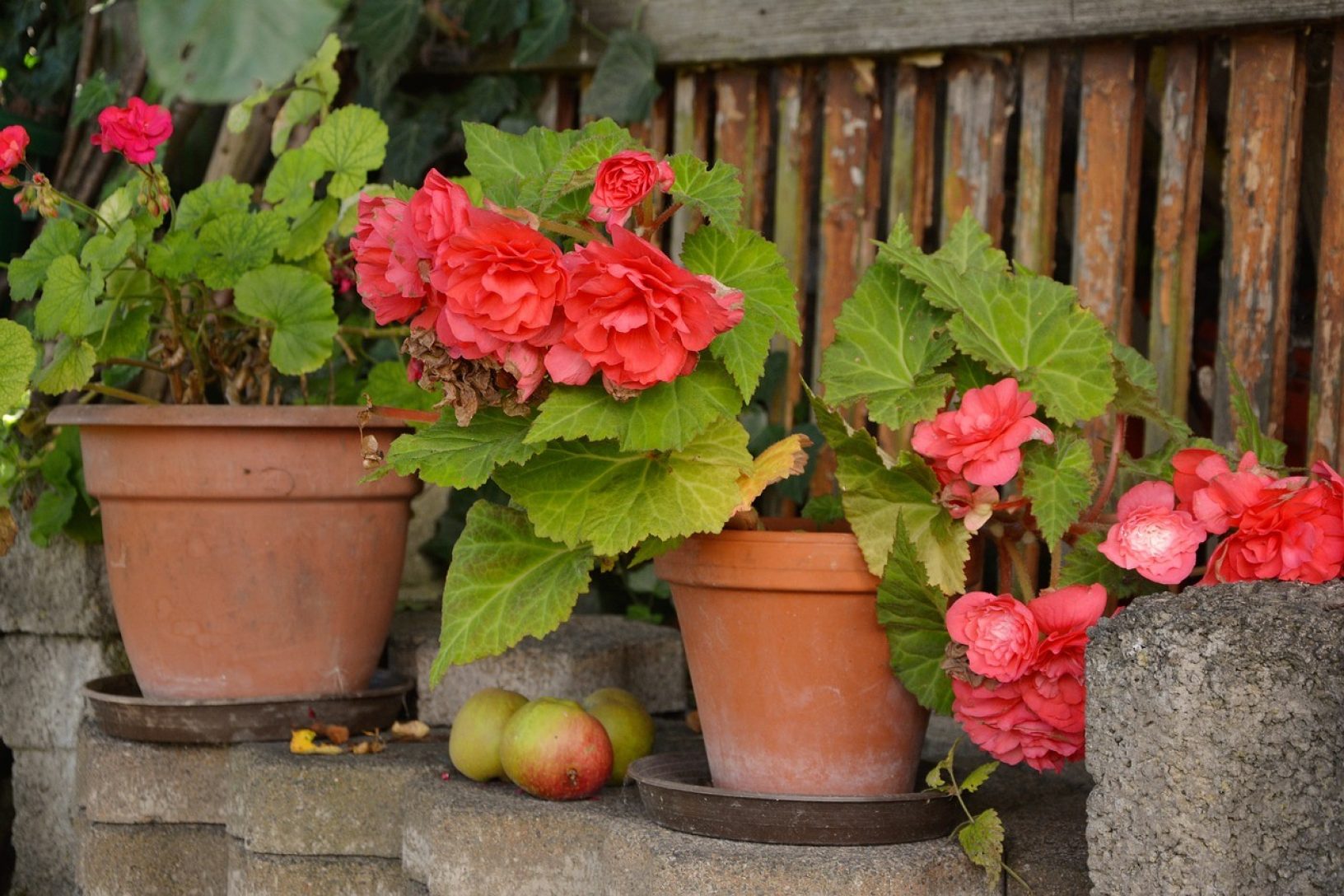 Where to Store Begonias in Winter