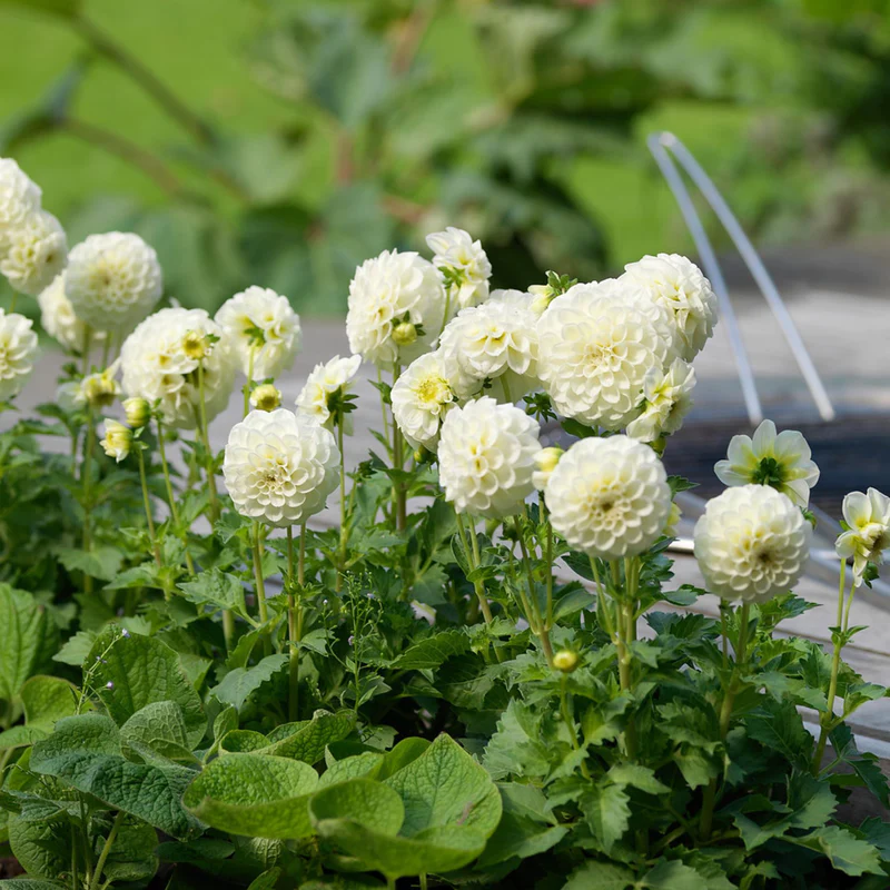 White Aster