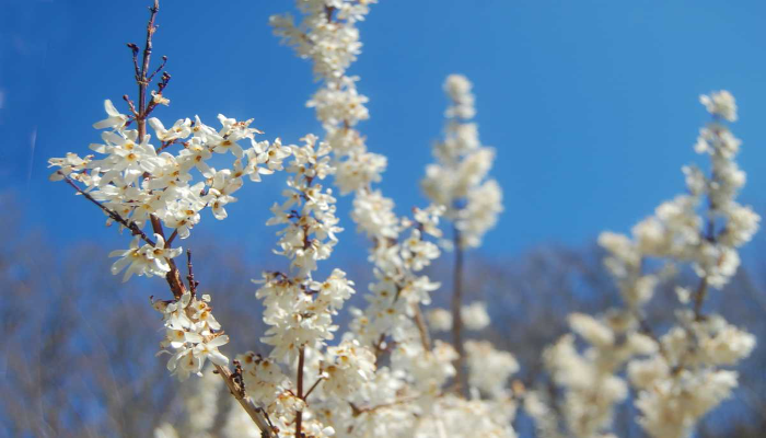 White Forsythia