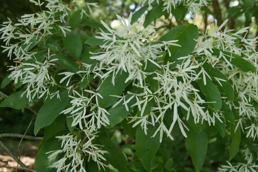 White Fringe tree