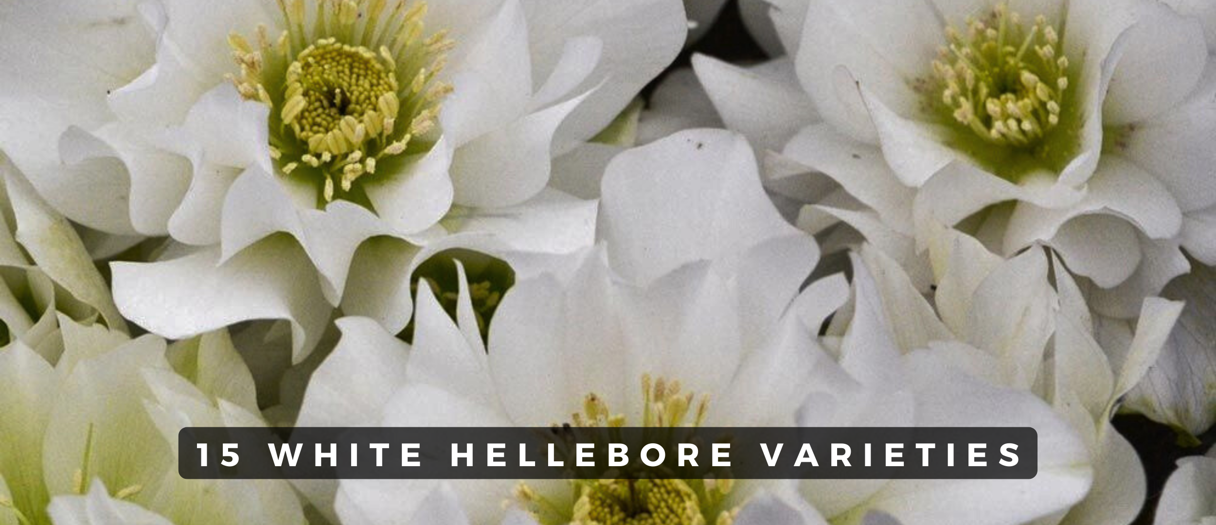 15 Stunning White Hellebore Flowers You Need to See