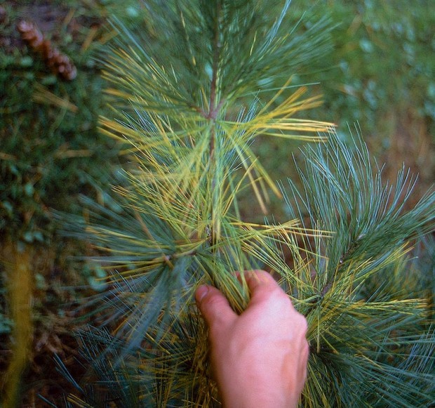 White Pine