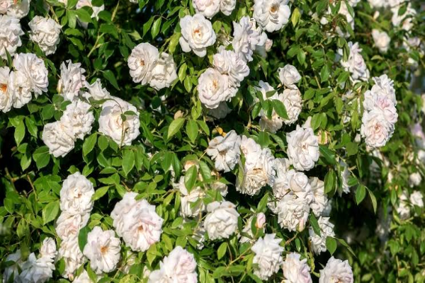 White Rose Shrub (1)