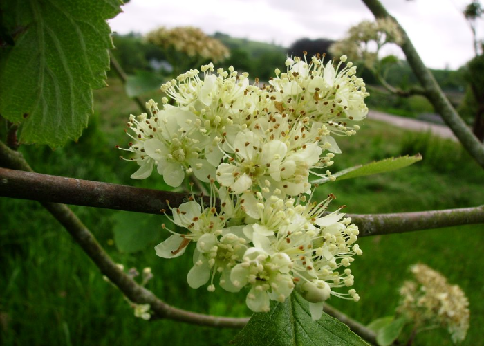 Whitebeam tree 