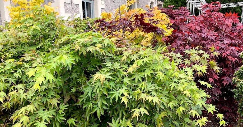 Why Acer Trees Look Better When Bushy