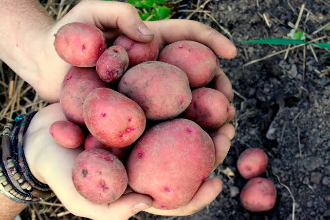 Why Grow Desiree Potatoes