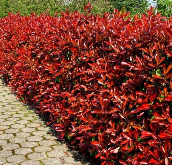 Why Grow Your Photinia Species