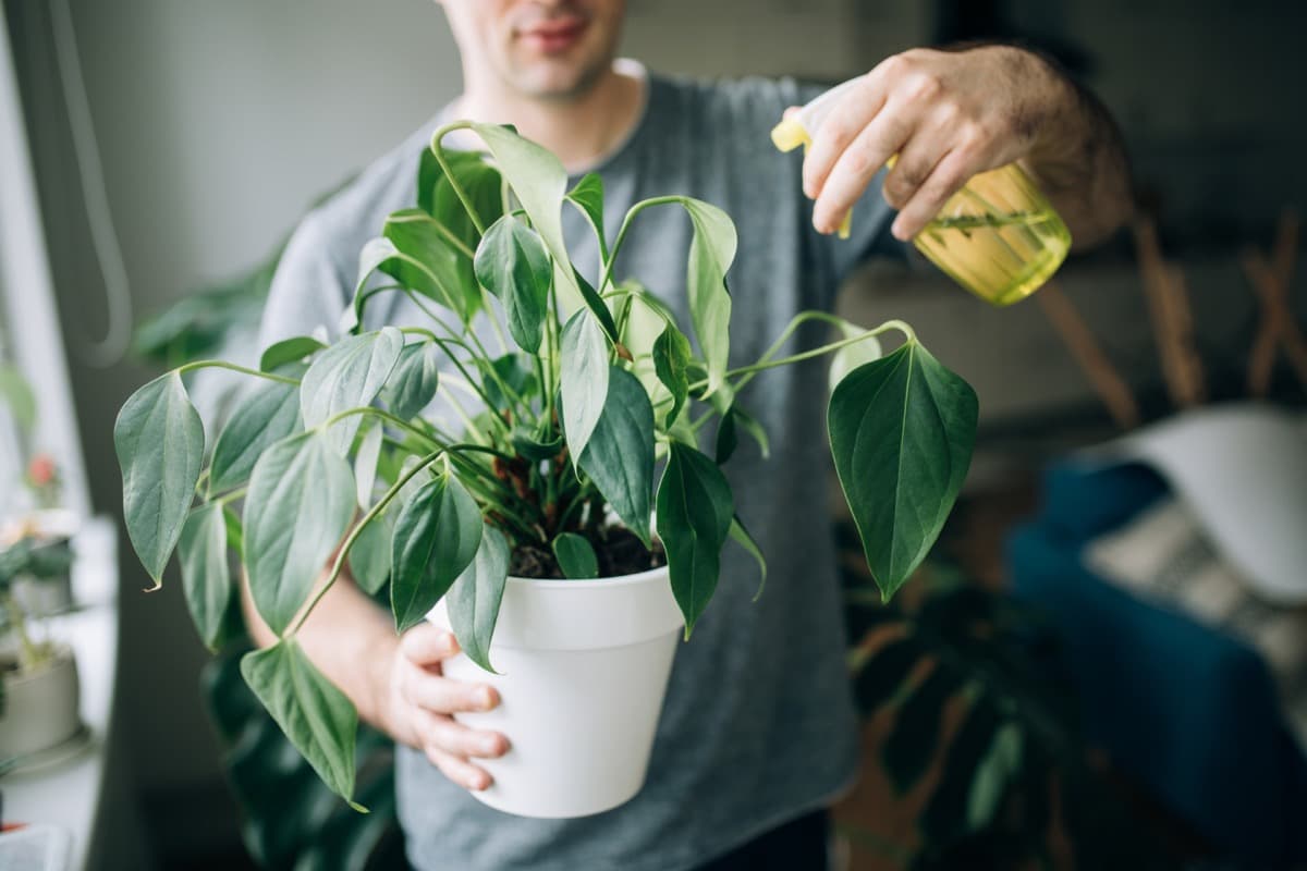 How and When To Use Neem Oil On Plants: A Complete Guide for UK