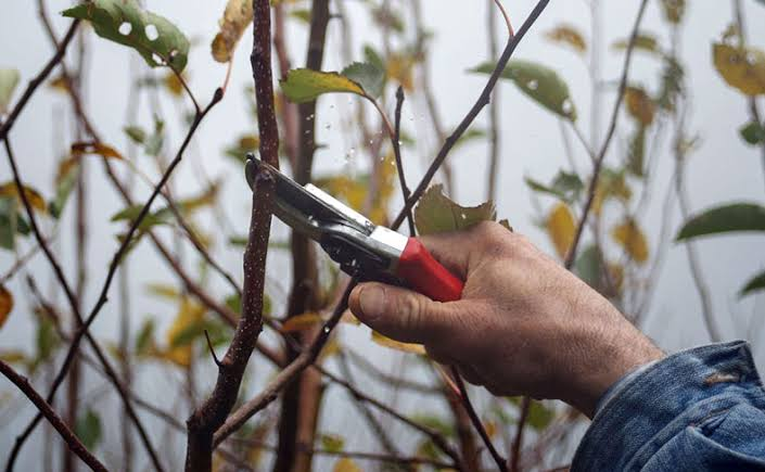 Why Prune Plum Trees