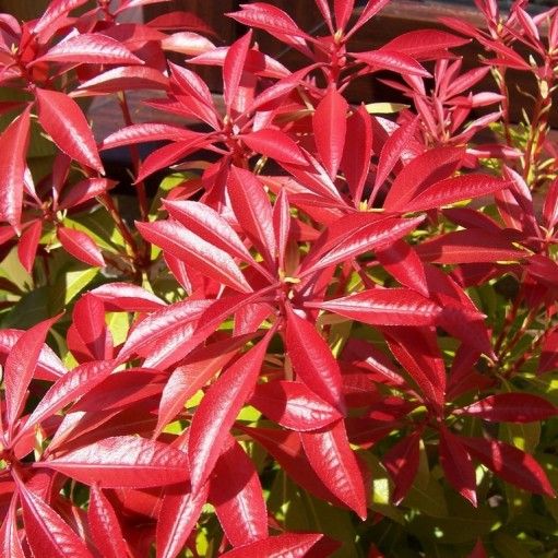 Why Should You Prune Pieris