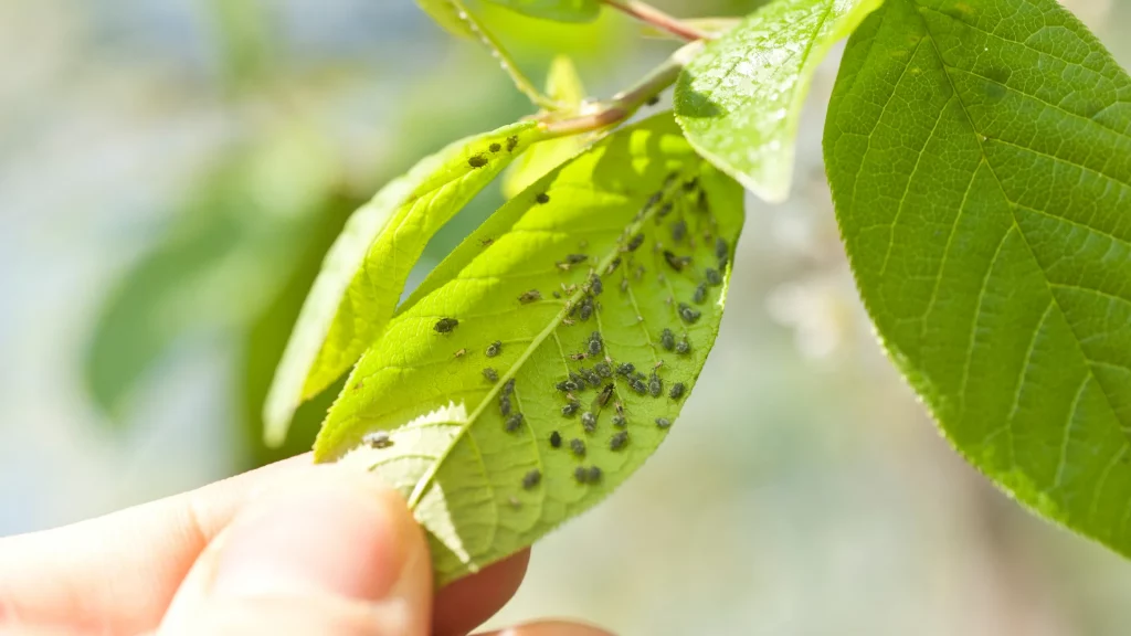 Why Use Neem Oil on Plants?