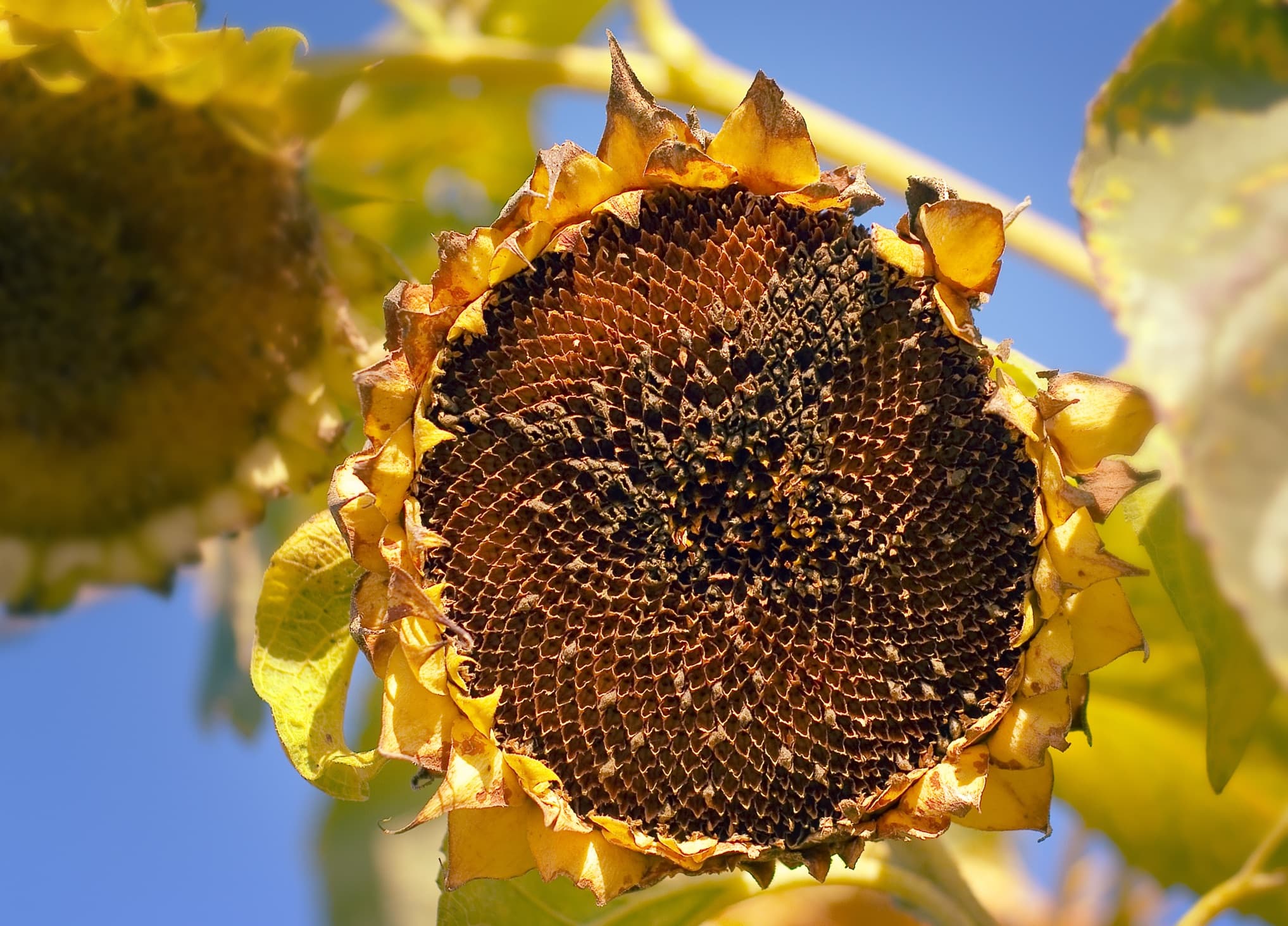 Increase Sunflower Yield: Learn How, when And Why to Deadhead