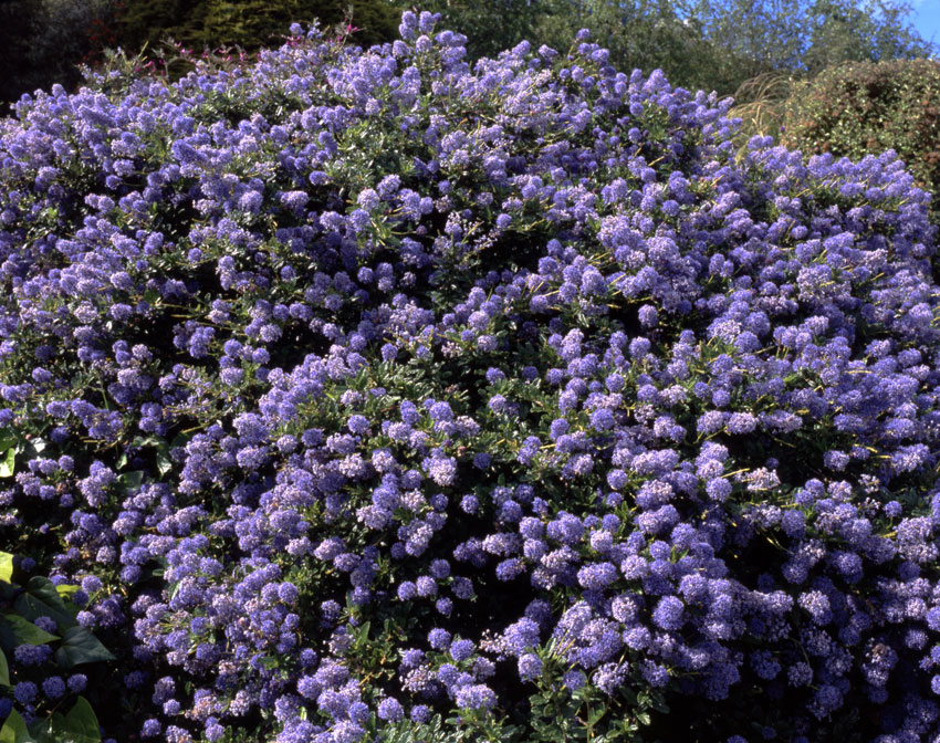 Why is My Ceanothus Not Flowering