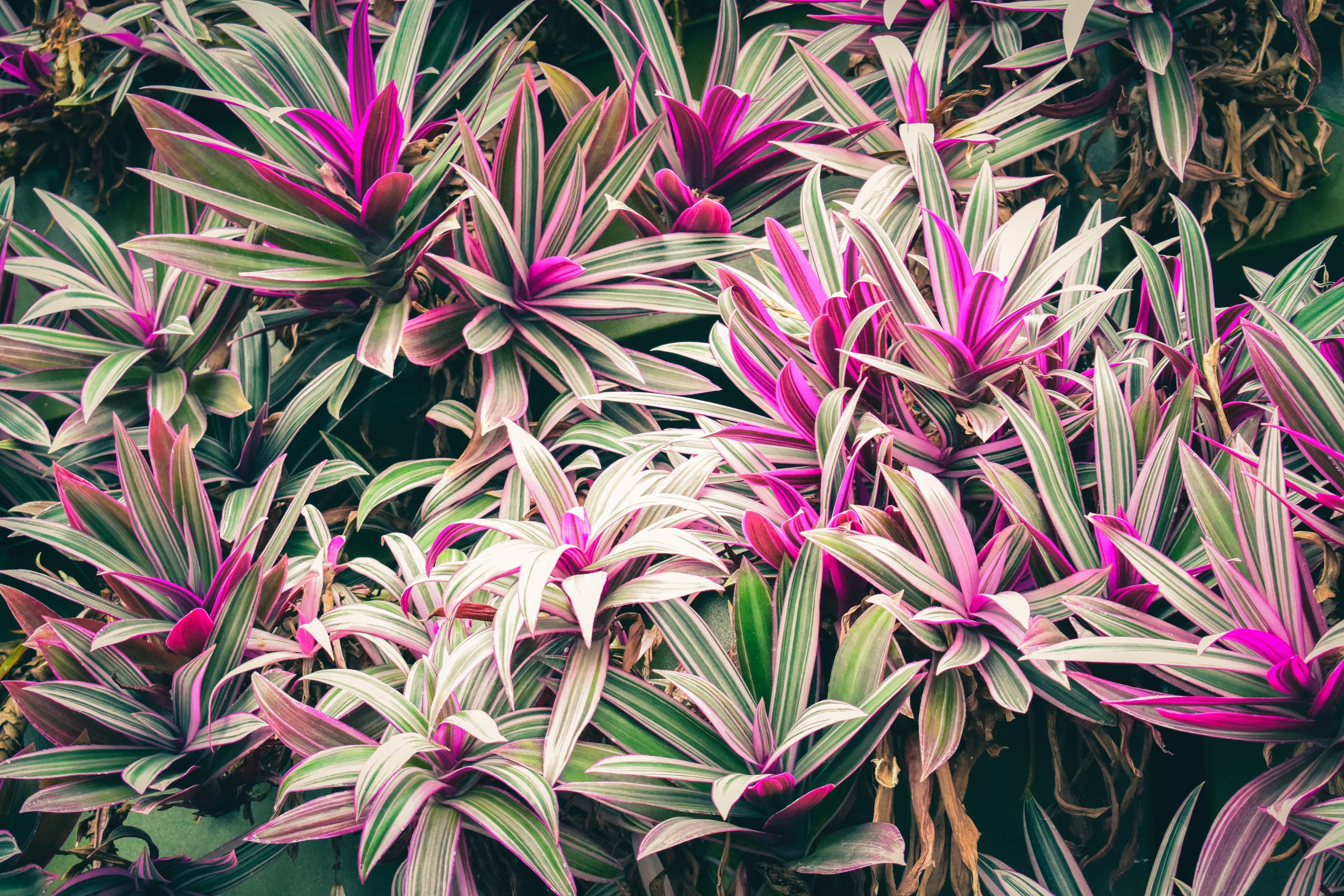 Why is My Cordyline Turning Brown?