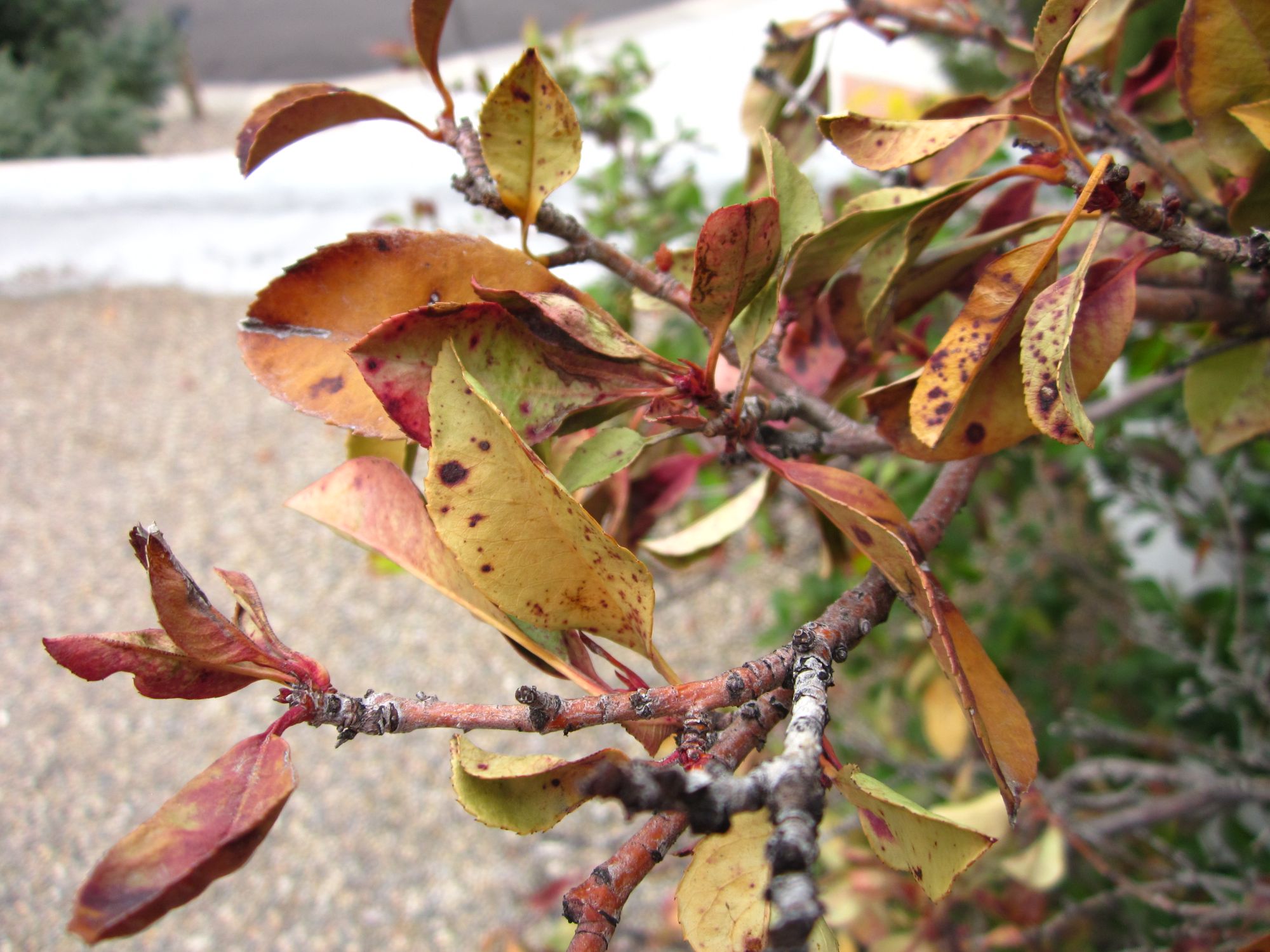 Why is My Red Robin Plant Dying?