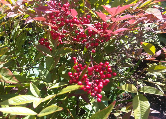 Why is Pruning Nandina Domestica Required