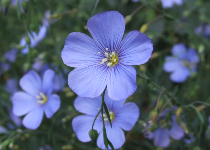 Wild Blue Flax