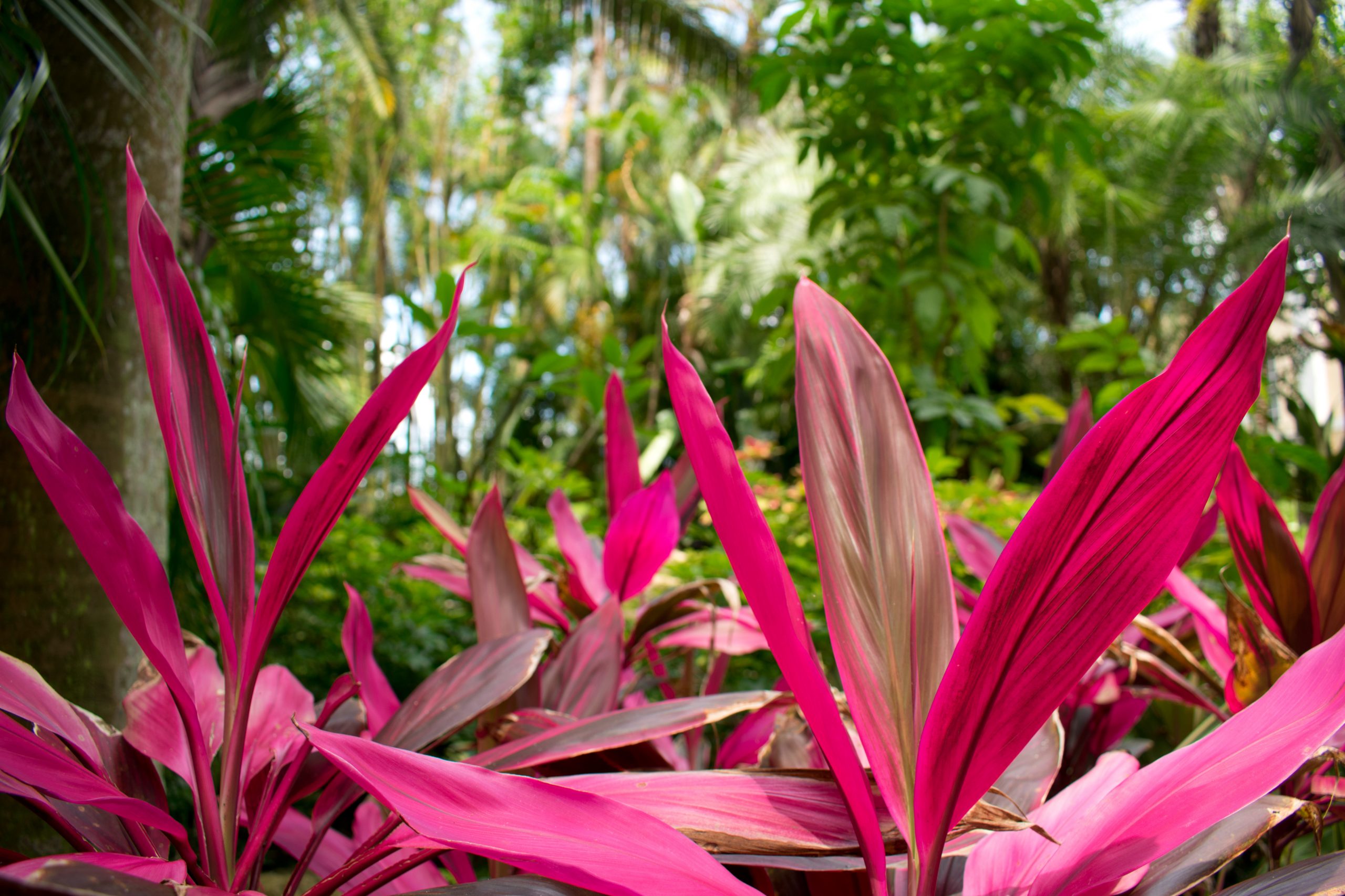 Will a Cordyline Grow Back?