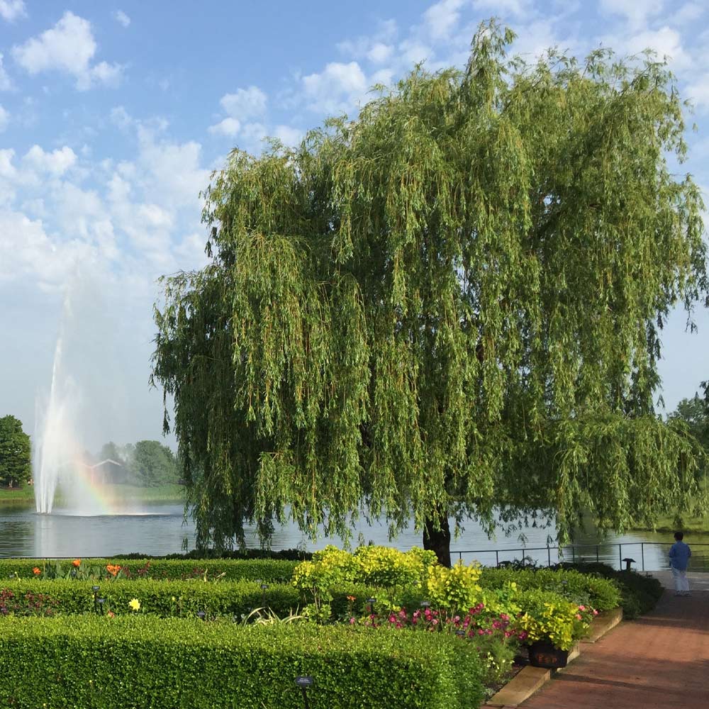 A Guide to 12 Beautiful Willow Tree Varieties