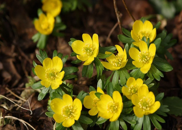 Winter Aconite .jpg