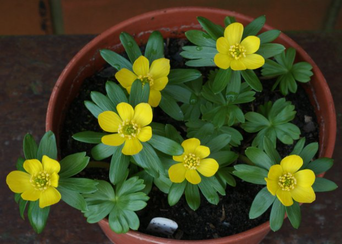 Winter Aconites 