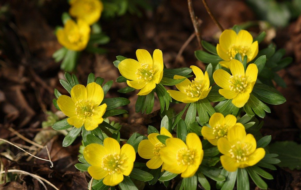 Winter Aconites