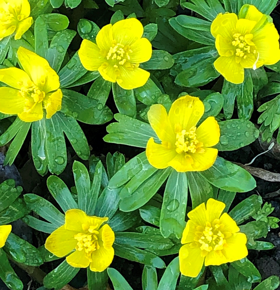 Winter Aconites