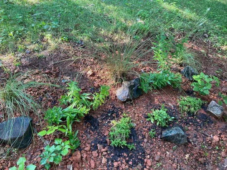 Winter Care for Your Phlox Leaf and Stem Pruning