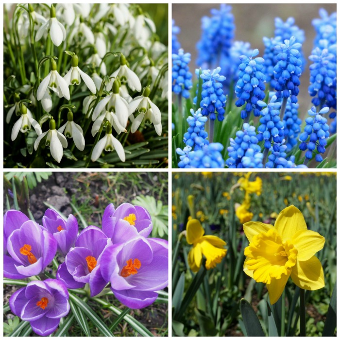 Top 10 Winter Flowering Bulbs to Plant This Season