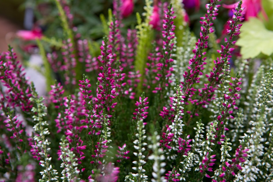 Winter Flowering Plants and Shrubs In UK