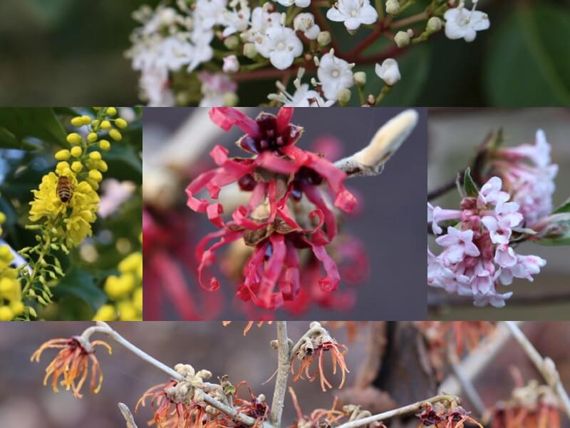 Top 11 Winter-Flowering Viburnum Varieties to Look After