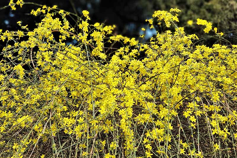 Winter Jasmine