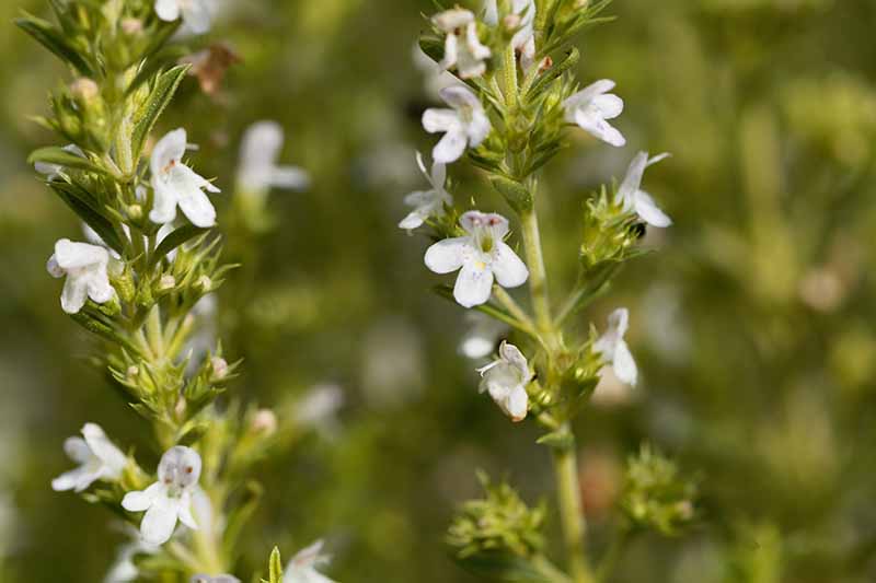 Winter Savory