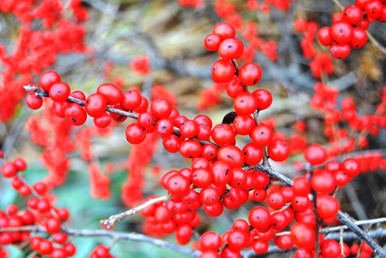 Winterberry