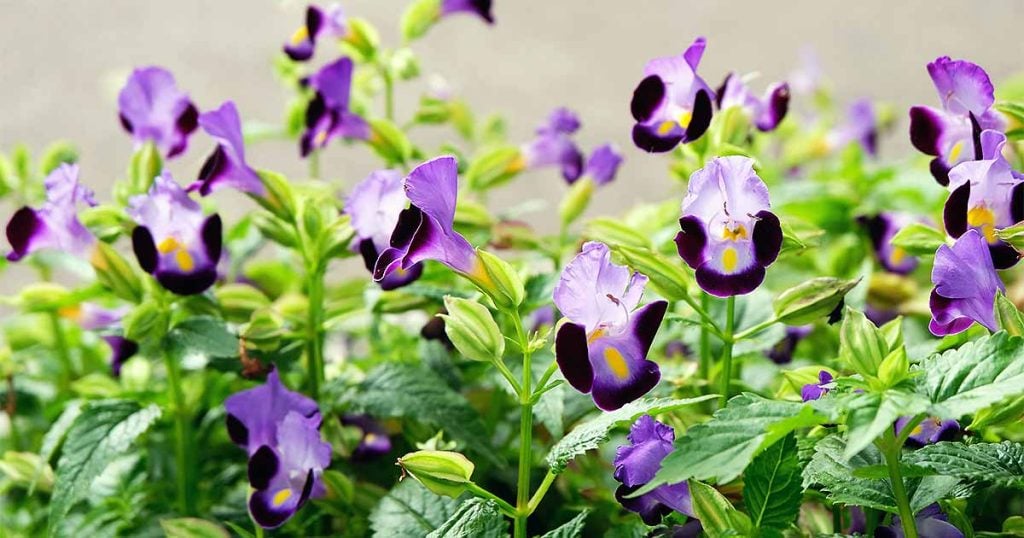 Wishbone Flower