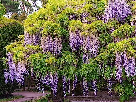 Wisteria