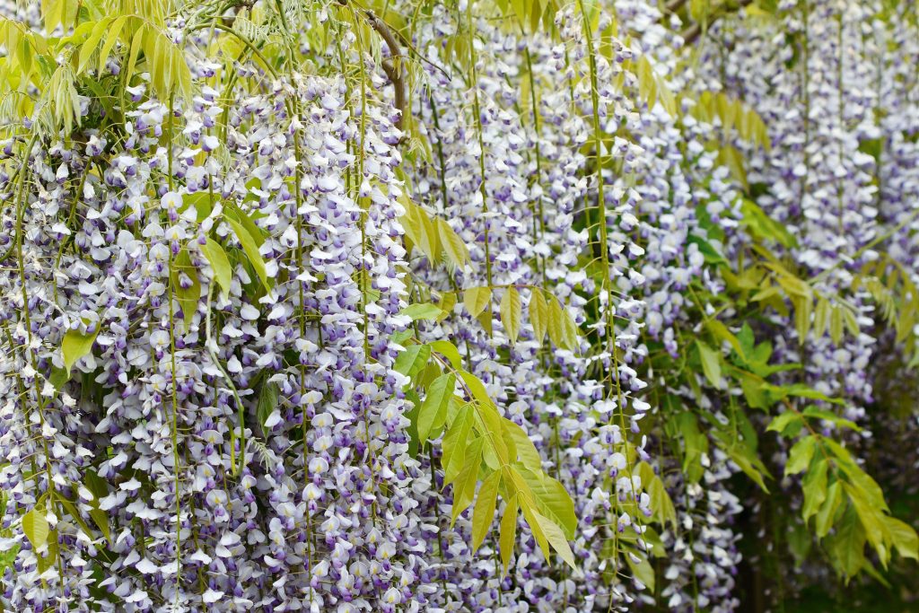 Wisteria floribunda