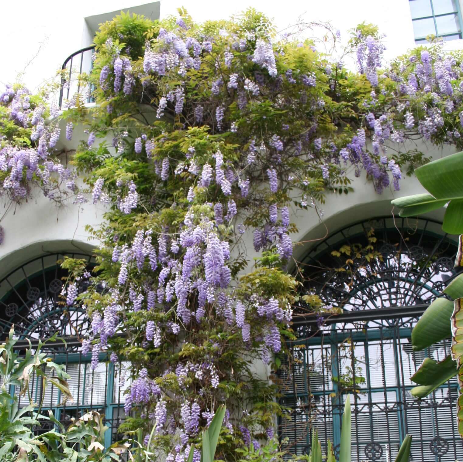 Wisteria