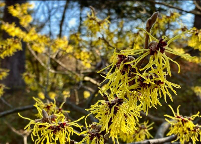 Witch Hazel