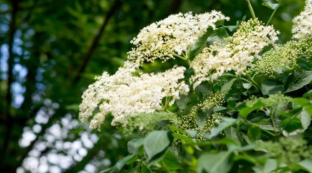 Wonderful White Flowering Trees