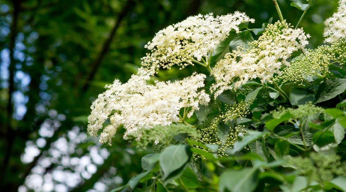 12 Wonderful White Flowering Trees For An Elegant Garden