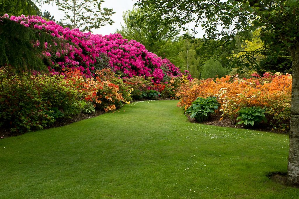 Wondrous Flowering Shrubs For Shade In Your Garden