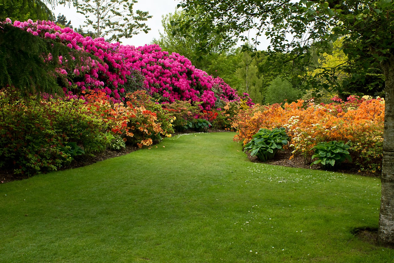 Top 20 Small Flowering Shrubs for Shaded Gardens [UK]