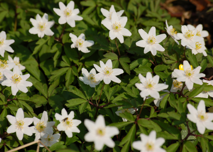 Wood Anemone