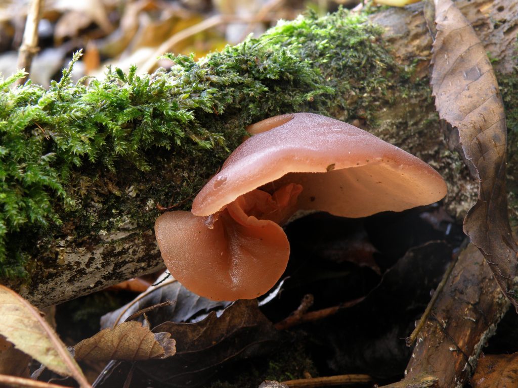 Wood Ear 