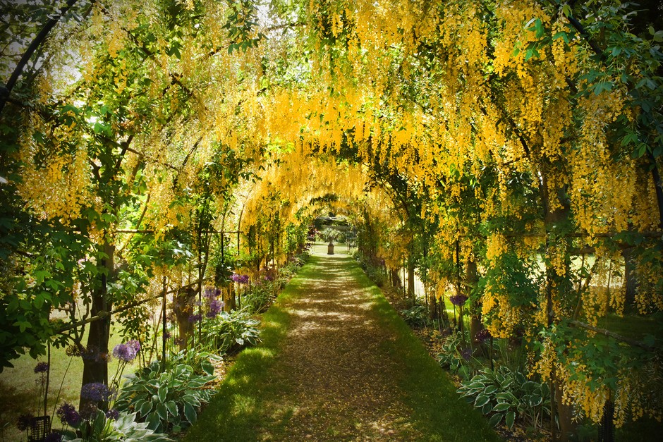 Top 10 Laburnum Tree Varieties You Must Know About