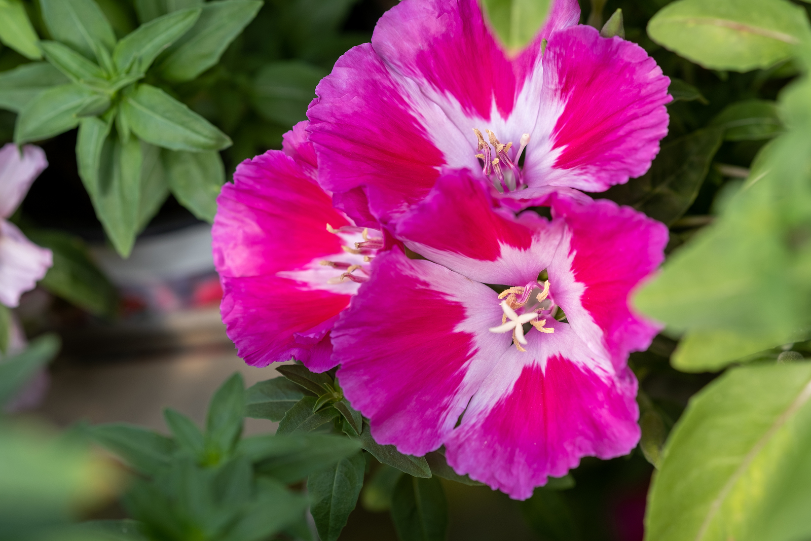 Top 3 Methods To Grow Godetia From Seed