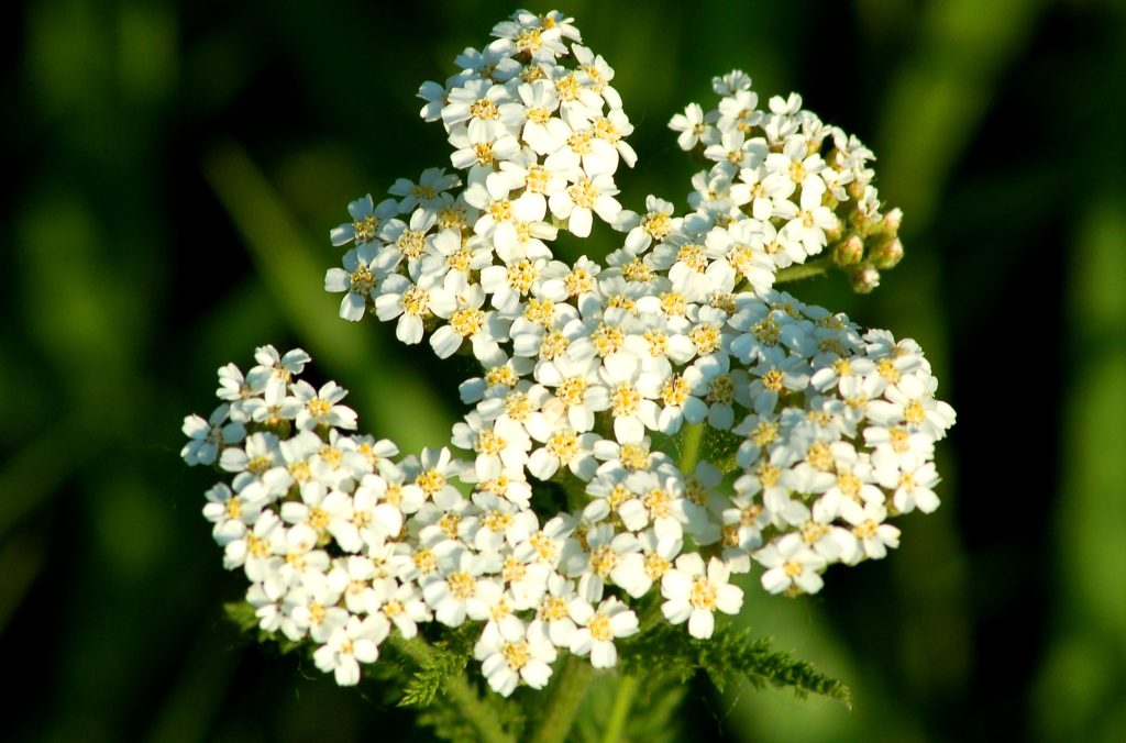 Yarrow 