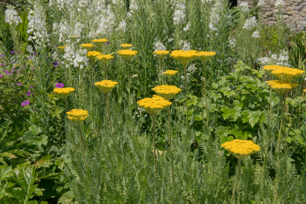 Yarrow