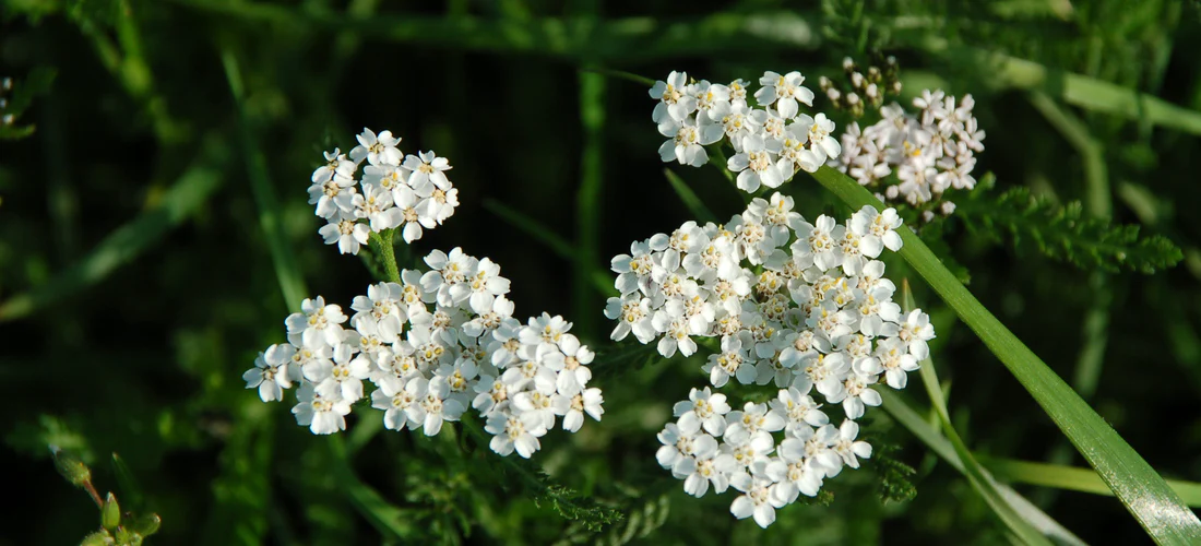 Yarrow